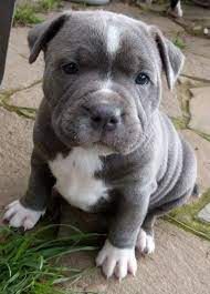 pin auf pit bull terrier