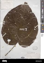 Image result for Triclisia