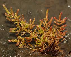 Image result for Salicornia pachystachya