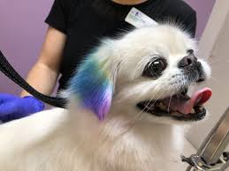 Lawrenceburg is a city in dearborn county, indiana, united states. Funky Haircuts Bright Colors Are Keeping Pets In Style This Summer