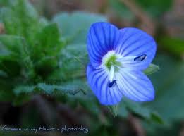 Common flower names beginning with b. Blue Flowers Names And Pictures Greece In My Heart Photoblog Tiny Blue Flower Veronica Persica Flowers Names And Pictures Blue Flower Names Flower Names