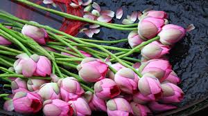 Our vietnam flowers catalog has been curated by best local vietnam florist and is available for our flower delivery network in vietnam is across all the cities and can be delivered same day or later. The National Flower Of Vietnam