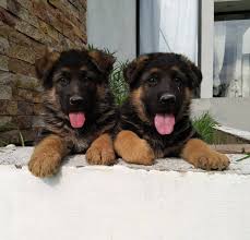 Pastores Alemanes Casa Reyes