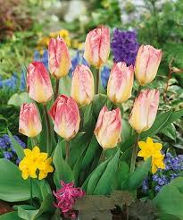 Image result for Lessertia macrostachya