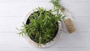 Maybe you would like to learn more about one of these? Rosmarino Come Coltivarlo E Come Impiegarlo In Cucina