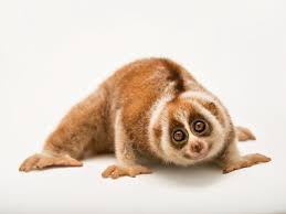Pygmy slow lorises are among three species of loris maintained at the lemur center throughout its history (the others are the slow loris and the slender loris). Are Humans Pushing The Slow Loris To Extinction