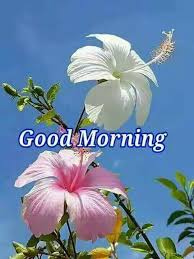 Pin By Jashanpreet Kaur On Good Morning Friends Good Morning Friends Good Morning Hibiscus