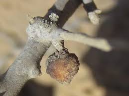 Image result for Commiphora kua