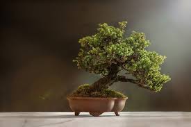Check spelling or type a new query. Best Bonsai Trees For Indoors For Beginners Bos