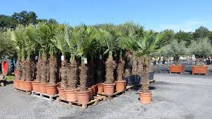 Schöne palmen für den garten. Gruenwaren Xxxl 180 210 Cm Stamm 60 80 Kaufland De