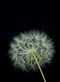 ✓ free for commercial use ✓ high quality images. Dandelion Black Background Single Dandelion Against Isolated A Black Backgr Affiliate Background Black Backgrounds Stock Photography Free Dandelion