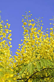 Image result for Caesalpinia decapetala