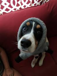 Roxy Foxy Roxy 00k9 Dogpictures Dogs Aww Cuteanimals Dogsoftwitter Dog Cute Cute Puppies Images Cute Funny Animals Puppy Dog Images