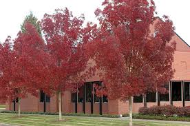 Laurel oak makes a beautiful shade tree. Ask An Expert Tips On Fast Growing Shade Trees Oregonlive Com