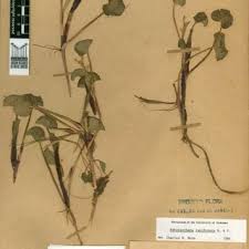 Image result for Anthericopsis sepalosa