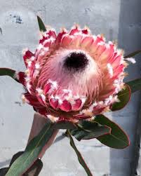 Image result for Protea argyrea
