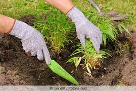 Bambus Im Garten Ist Zwar Schon Anzusehen Er Wurzelt Aber Grossflachig Und Tief Das Gartenlexikon Bietet 4 Alternativ In 2020 Wurzel Garten Umgraben Unkraut Entfernen