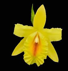 Image result for Brachycorythis buchananii