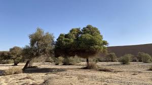 Image result for Acacia gerrardii