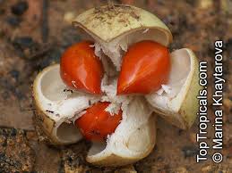 Image result for Aphanamixis