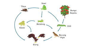 Jaring makanan adalah suatu kumpulan yang berasal dari rantai makanan. Buatlah Satu Contoh Jaring Makanan Yang Ada Di Sek