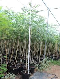 Image result for Albizia lebbeck