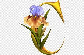 Check spelling or type a new query. Letter Fancy Alphabets Fancy Alphabets Latin Alphabet Ceu Plant Stem Flower Png Pngegg
