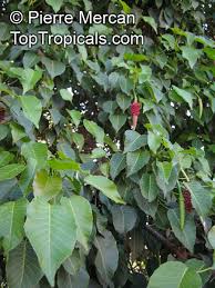 Image result for Hura crepitans