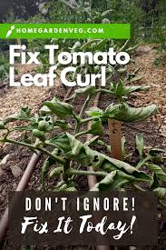 Don T Ignore Tomato Leaf Curl This Could Be A Sign Of A Bigger Problem Click To Find Out How To Fix Tomato Plant Leaves In 2020 Tomato Plants Plants Tomato Seedlings