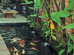 Tidak mungkin sama sekali saya membayar harga setinggi itu. Cara Membuat Kolam Ikan Sederhana Di Rumah