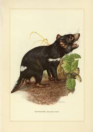 Pin On Inspoanimales