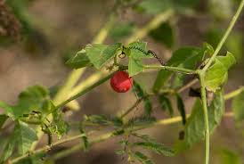 Image result for Ctenolepis cerasiformis