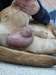 Owner thought the dog had blue balls............................ : r/VetTech