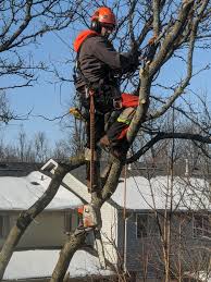 Explore other popular home services near you from over 7 million businesses with over 142 million reviews and opinions from yelpers. Undercutters Tree Care Opening Hours 78 Chalmers St N Cambridge On