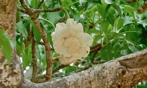 Image result for Adansonia digitata
