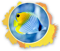 Maui Reef Fish Guide The Snorkel Store