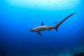 Breaking news and analysis from the u.s. Tracking A Rarely Seen Endangered Ninja Shark In The Philippines