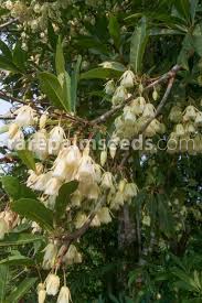 Image result for Gymnosporia maranguensis