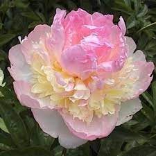 1 Double Peony Plant Catharina Fontijn 2 3 Eye 1 Bare Root Fragrant Perennial Zones 3 9 Growing Peonies Peony Flower Paeonia Lactiflora