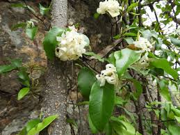 Image result for Ancylobothrys amoena