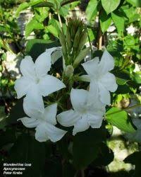 Image result for dipladenie suaveolens obrázek