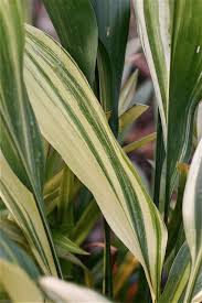 Image result for Aspidistra