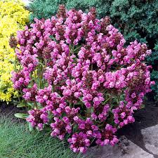 Image result for Pupalia grandiflora