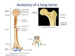 The structure of a long bone allows for the best visualization of all of the parts of a bone. Blood Supply Of Long Bones