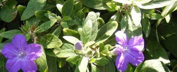 Check spelling or type a new query. Ruellia Species Creeping Ruellia Trailing Ruellia Water Bluebell Ruellia Longepetiolata
