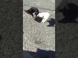 Kedi Ve Kopegin Ciftlesmesi Youtube