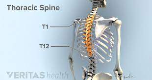 Upper ribs and transverse process of last cervical vertebrae. Thoracic Spinal Nerves