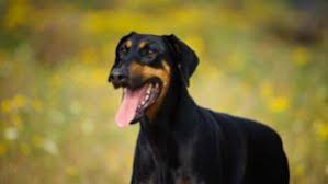 Doberman Kopek Cinsi Hakkinda Bilmeniz Gerekenler 2020 Doberman Doberman Pinscher Kopek
