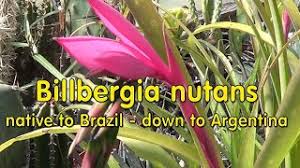 Queen's kypsyy bromeliad (bilbergia nutans) on sateenkaarenvärinen trooppinen kasvi, joka tuottaa pystysuoria trumpettimaisia, harmahtavan vihreitä lehtiä. Plant Traveller Billbergia Nutans Queen S Tears Bromeliads Youtube
