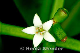 Image result for Psychotria moninensis